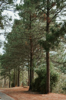Bosque Pino